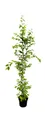 Pflanzen für Dich Baum Carpinus betulus, 1 St., Hainbuche, Weißbuche, dicht verzweigt, schnittverträglich