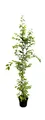 Carpinus betulus, Hainbuche, 150–175 cm