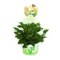 Exotenherz - Duftgeranie "Limone" - Pelargonia odorata  Hybr.