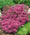 Bodendecker-Thymian Thymus, 3 Pflanzen