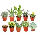 Exotenherz 10 Verschiedene Sukkulenten 5,5cm Topf im Set