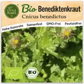 Benediktenkraut Samen (BIO) - 80 Samen Kräutersamen Benediktenkrautsamen
