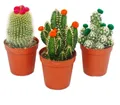 Kakteen-Set - 3 verschiedene Pflanzen im 5,5cm Topf mit bunten Strohblüten
