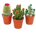 Exotenherz Kakteen-Set 3 Verschiedene Pflanzen im 5,5cm Topf Mit Bunten Strohblüten