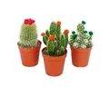 Exotenherz Kaktus Kakteen-Set 3 versch.Pflanzen im 5,5cm Topf mit bunten Strohblüten