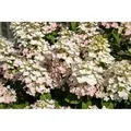 Hydrangea Paniculata Rispenhortensie Early Harry 40-60 cm