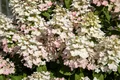 Pflanzen für Dich Gehölze Hydrangea pan. Early Harry, 1 St., Rispenhortensie