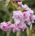 Japanische Hänge Nelkenkirsche 80-100cm - Prunus serrulata