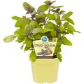 Blu Bio-Strauchbasilikum Topf-Ø ca. 12 cm Ocimum