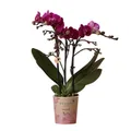 Exotenherz Zimmerpflanze Lila Phalaenopsis Orchidee Morelia Topfgröße 9cm