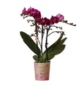 Lila Phalaenopsis Orchidee - Morelia - Topfgröße 9cm