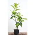 Prunus,aurocerasus 'Rotundifolia' 40-60 cm