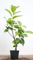 Prunus laurocerasus 'Rotundifolia' 40-60 cm – Winterhart, Immergrün, Pflegeleicht – Kirschlorbeer – Heckenpflanze für Garten & Sichtschutz