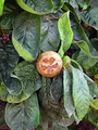 Echte Mispel (Mespilus germanica) - 10 Baumsamen