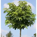 Hochstamm Kugel Amberbaum Gumball 60-80cm - Liquidambar styraciflua