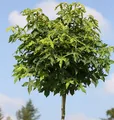 Hochstamm Kugel Amberbaum Gumball 60-80cm - Liquidambar