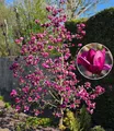 BALDUR Garten Zierstrauch Magnolie 'Genie®', 1 St., Magnolia, winterhart, mehrjährig, pflegeleicht