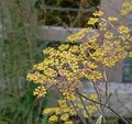 Fenchel Purpur - Foeniculum vulgare - lebende Gartenpflanze aus den Baumschulen