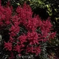 Prachtspiere Glut - Astilbe arendsii