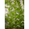 Ligustrum vulgare 'Atrovirens' 150-175 cm