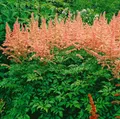 Pflanzen für Dich Staude Astilbe arendsii Anita Pfeifer, 1 St., Prachtspiere