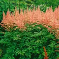 Astilbe x arendsii 'Anita Pfeifer', Prachtspiere, rosa, ca. 9x9 cm Topf
