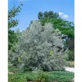 Elaeagnus Angustifolia Schmalblättrige Ölweide 100–150 cm