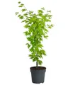 Dehner Gehölze Japanischer Goldahorn Jordan, breit-rundlicher Wuchs, 50-60 cm, kleinwüchsiger Zierahorn mit attraktiver Herbstfärbung