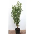 Prunus,usitanica 80-100 cm