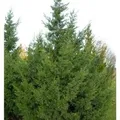 Chinesischer Wacholder Keteleeri 80-100cm - Juniperus chinensis
