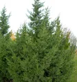 Chinesischer Wacholder Keteleeri 80-100cm - Juniperus chinensis
