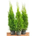 Thuja occidentalis 'Smaragd' 80-100 cm 5 Liter Container