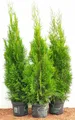 Thuja occidentalis 'Smaragd', Lebensbaum, immergrün, 80–100 cm