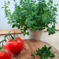 Mein schöner Garten DE Bio Oregano EH002433-001-12X20