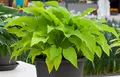 Hosta x fortunei 'Sun Power' 9x9 cm Topf – Winterhart, Mehrjährig, Pflegeleicht – Funkie – Staude für Schattenbeet & Kübel