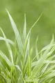 Hakonechloa macra 'Strip it Rich', Japanisches Berggras, ca. 11x11 cm Topf