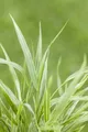 Pflanzen für Dich Gräser Hakonechloa macra Strip it Rich, 1 St., Japanisches Berggras, Hakone-Gras, gelbgrün gestreift, überhängend