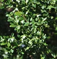 Japanische Stechpalme Ilex Glori Gem 25-30cm - ilex crenata