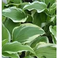 Funkie Moerheim - Hosta fortunei