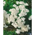 Achillea Millefolium White Beauty Schafgarbe Ca. 9x9 cm Topf
