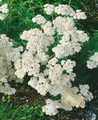 Pflanzen für Dich Staude Achillea millefolium White Beauty, 1 St., Schafgarbe, Gemeine Schafgarbe