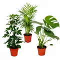 Zimmerpflanzen-Set "Grünes Trio" - Set mit 3 verschiedenen Grünpflanzen12cm Topf