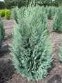 Chamaecyparis lawsoniana 'Columnaris' - Blaue Säulenzypresse 'Columnaris' 40-60