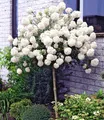 BALDUR Garten Zierstrauch Schneeball-Stämmchen, 1 St., Duftschneeball, duftend, winterhart, mehrjährig, pflegeleicht