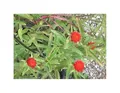 Stk - 30x Kugelamaranth Strawberry fields (Gomphrena) - Duftwicke Samen Garten KS33 - Seeds & Plants Shop by Ipsa