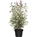 Photinia Fraseri Red Robin Glanzmispel Rot 100–125 cm