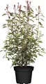 Photinia fraseri 'Red Robin', Glanzmispel, rot, 100–125 cm