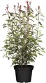 Photinia fraseri 'Red Robin', Glanzmispel, rot, 100–125 cm
