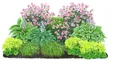 Dehner Staude Bio Stauden-Set Schattengarten, je 5-20 cm exkl. Pflanztopf, 12 mehrjährig Pflanzen für Schattengärten, insektenfreundlich