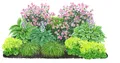 Bio Stauden-Set Schattengarten 12 Pflanzen mehrjährig je ca. 5-20 cm, Dehner